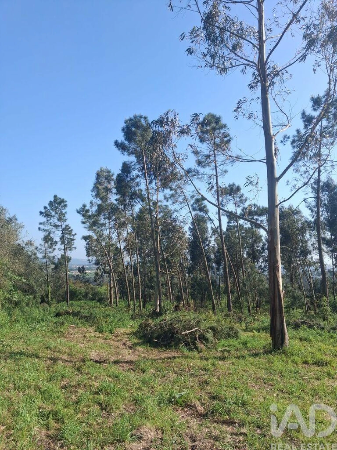Terreno para Venda em Cela Foto 11