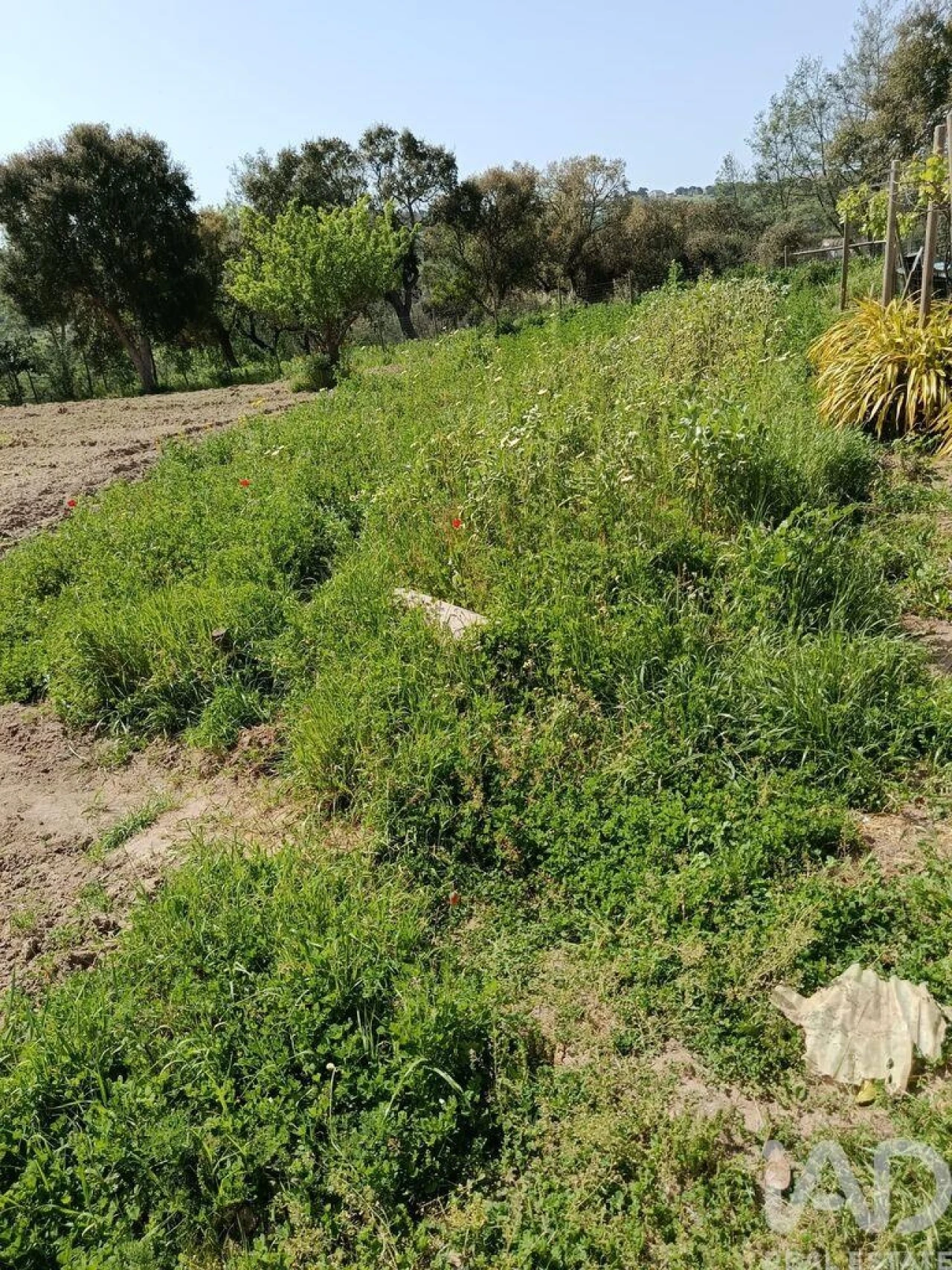 Terreno para Venda em Cela Foto 23