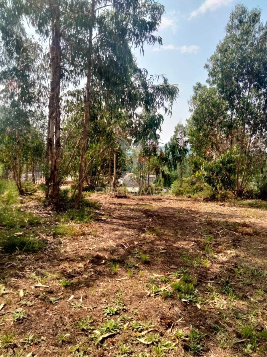 Terreno para Venda em Canedo, Vale e Vila Maior Foto 3