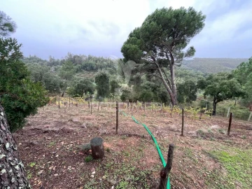 Quinta para Venda em São Miguel do Rio Torto e Rossio Ao Sul do Tejo