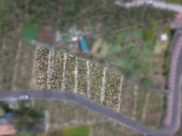 Terreno para Venda em Arco da Calheta