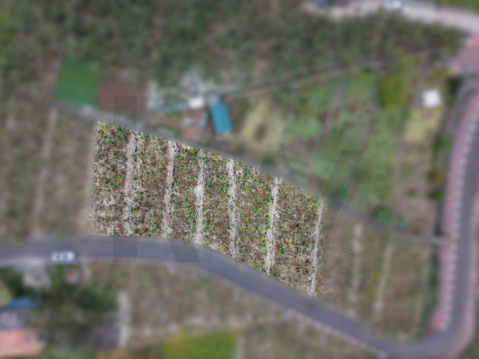 Terreno para Venda em Arco da Calheta Foto 2