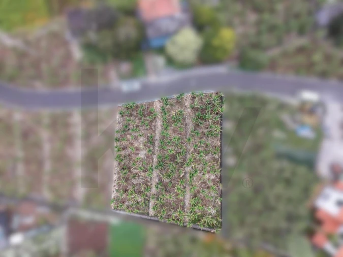 Terreno para Venda em Arco da Calheta Foto 7