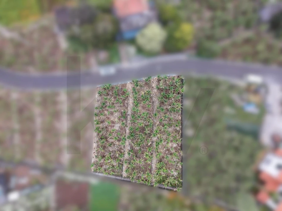 Terreno para Venda em Arco da Calheta Foto 7