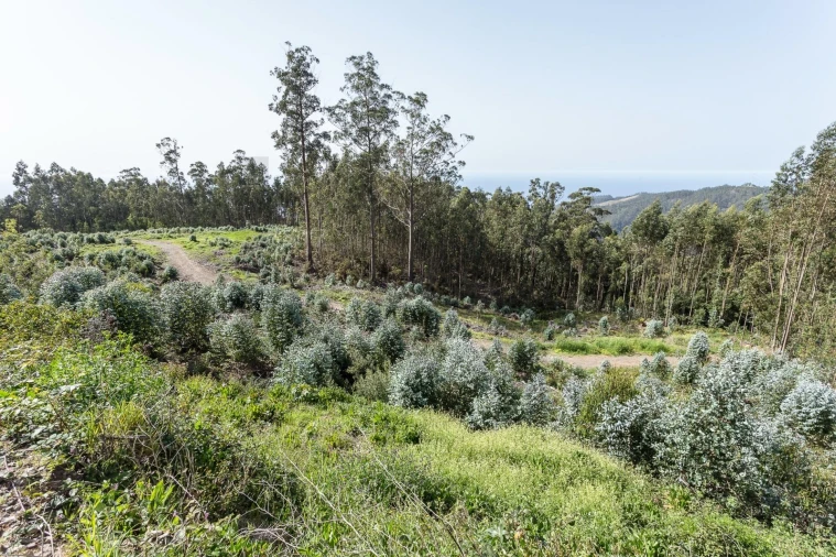 Terreno para Venda em Jardim da Serra Foto 19