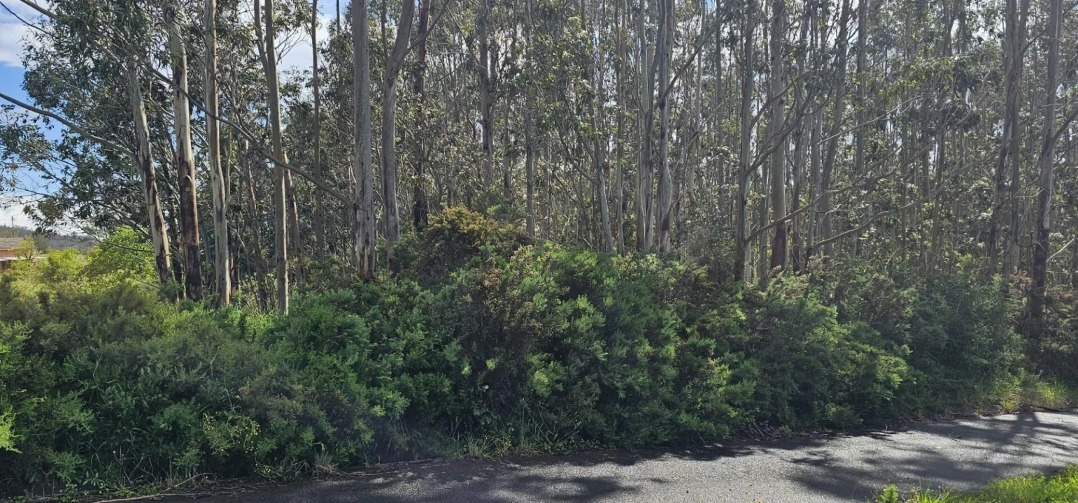 Terreno para Venda em Camacha Foto 13