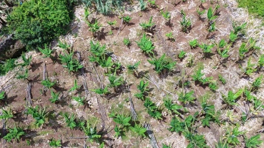 Terreno para Venda em Arco da Calheta