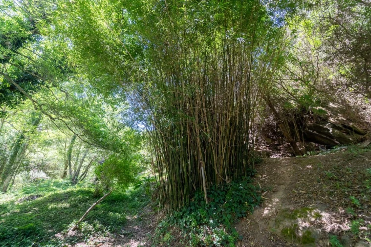 Quinta T3 para Venda em Aljezur Foto 25