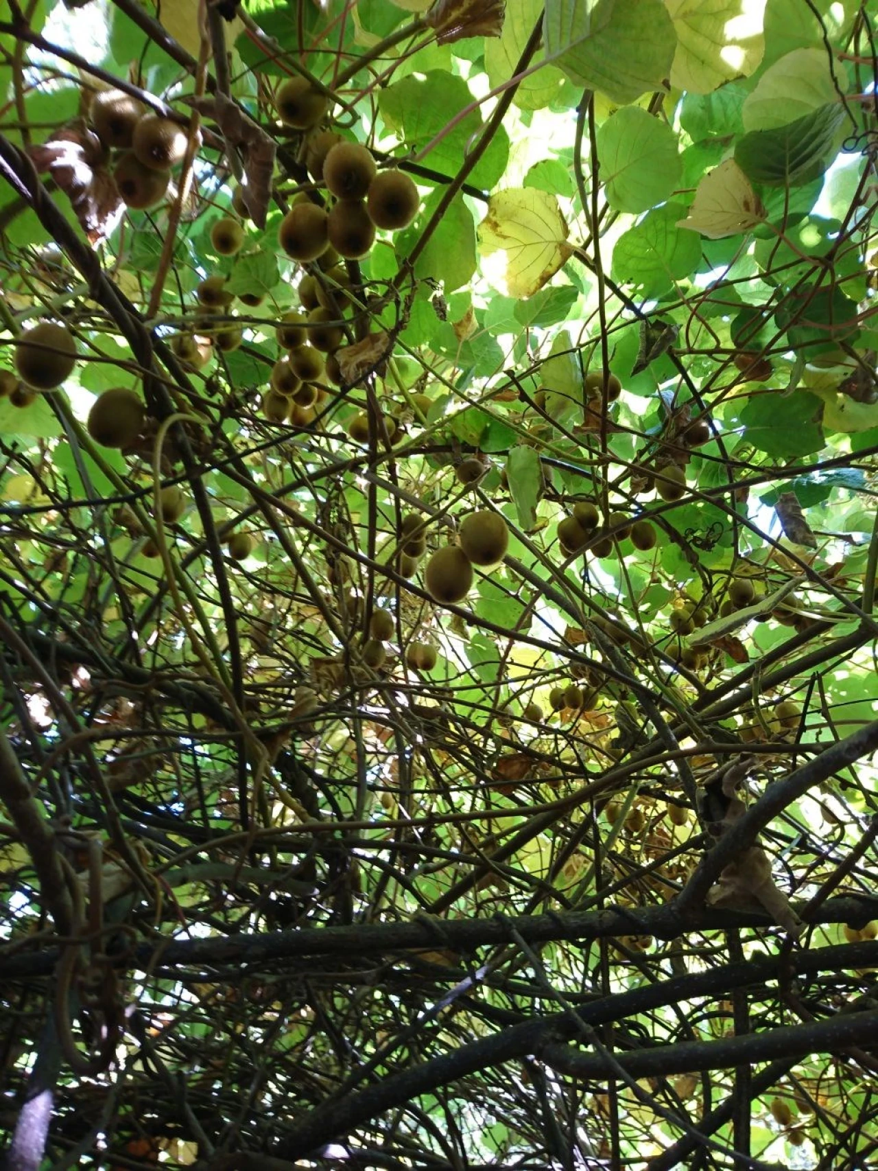 Moradia para Venda em Alferce Foto 24