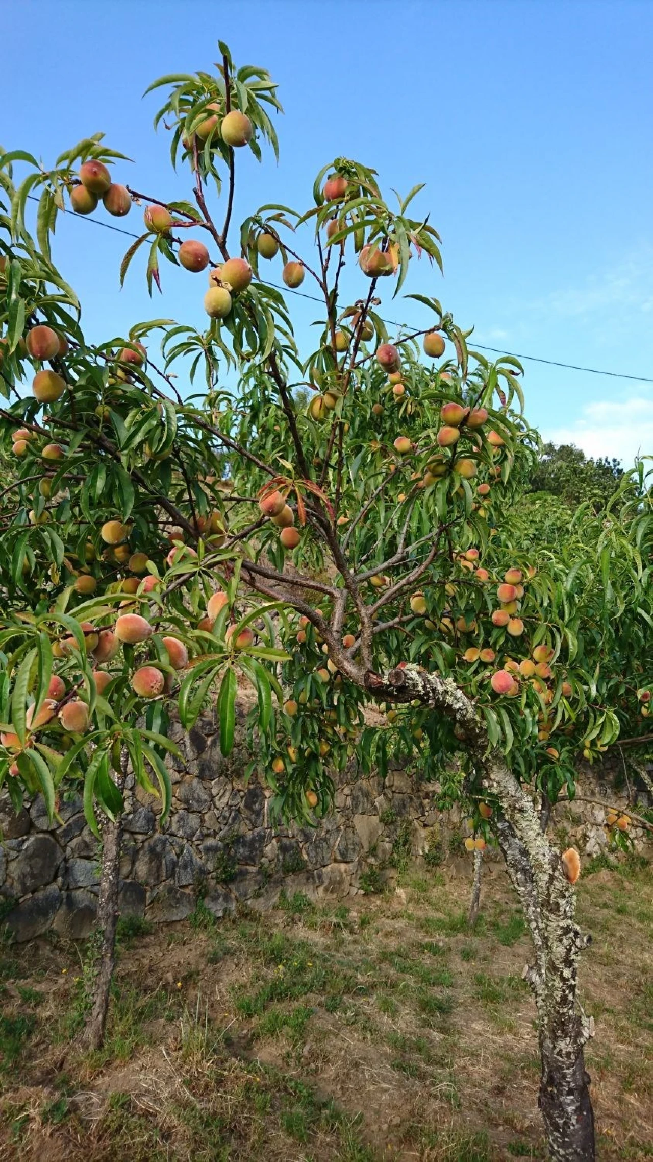 Moradia para Venda em Alferce Foto 23