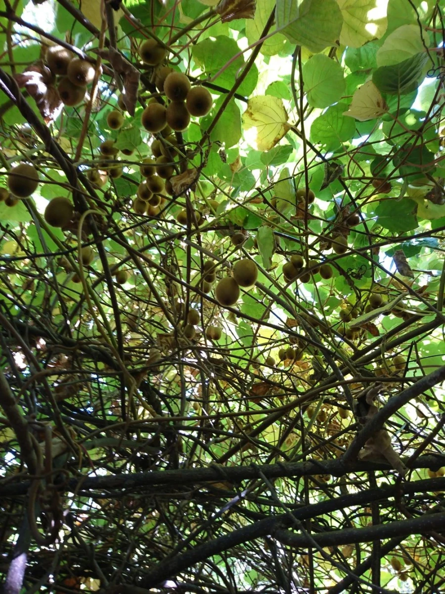 Moradia para Venda em Alferce Foto 24