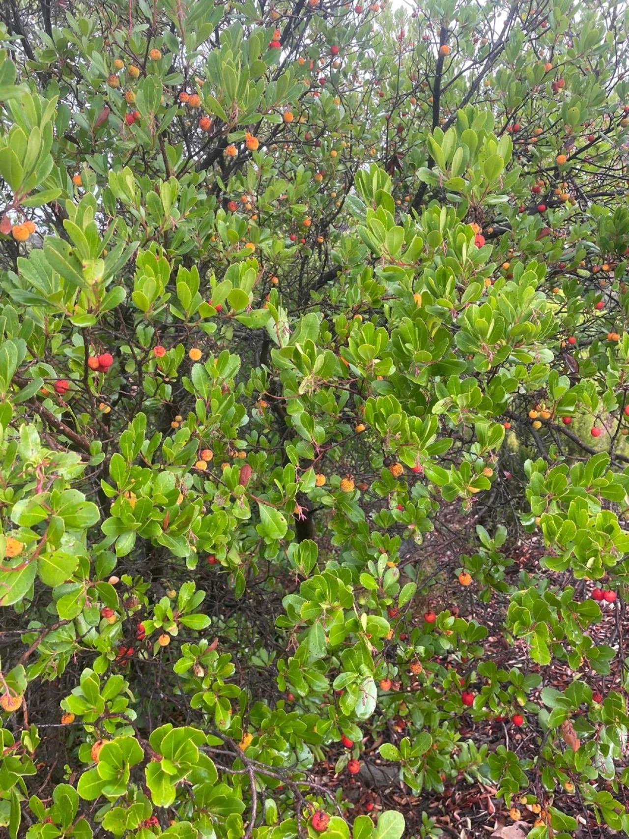 Quinta T5 para Venda em Aljezur Foto 46