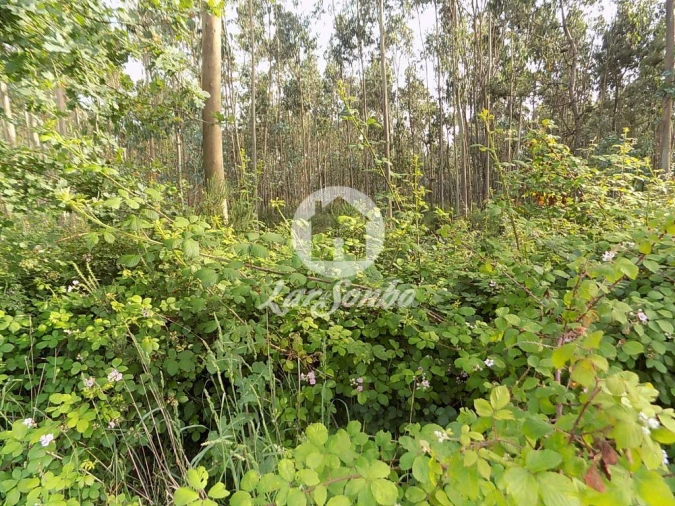 Terreno Agricola ou Rústico para Venda em Balazar Foto 2
