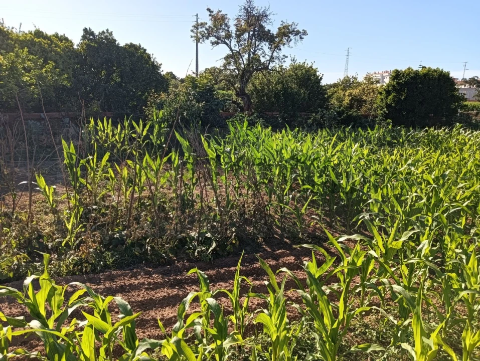 Terreno para Venda em Oiã Foto 5