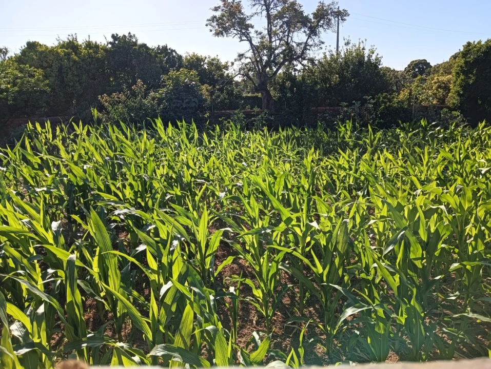 Terreno para Venda em Oiã Foto 13