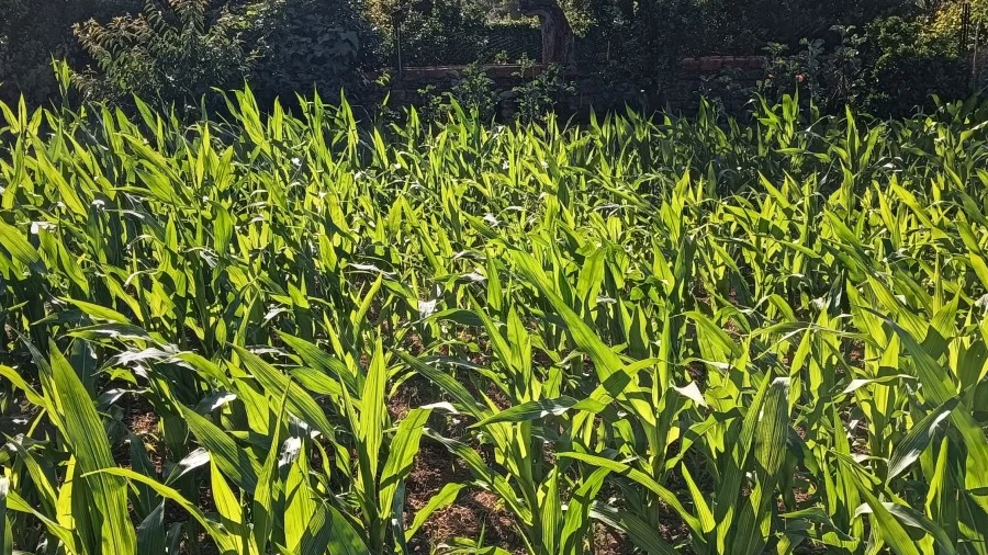 Terreno para Venda em Oiã