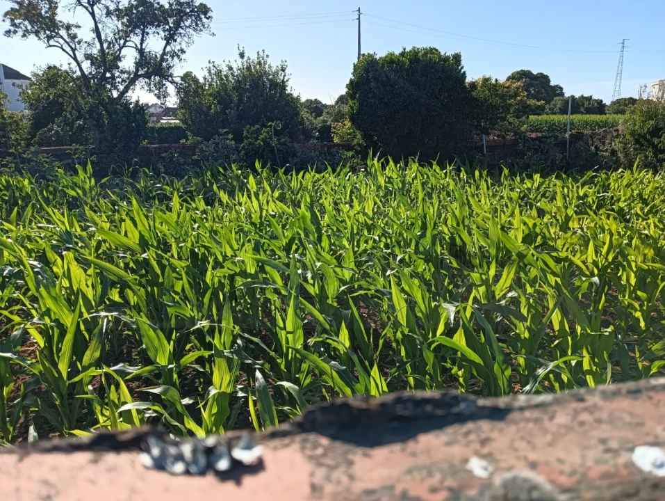 Terreno para Venda em Oiã Foto 4