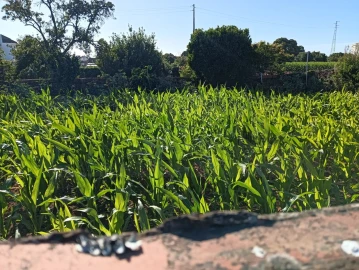 Terreno para Venda em Oiã