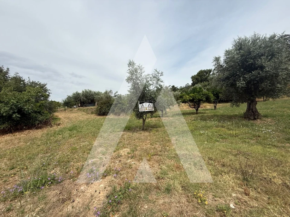 Terreno para Venda em Pelariga Foto 4