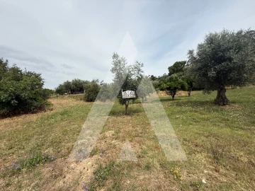Terreno para Venda em Pelariga