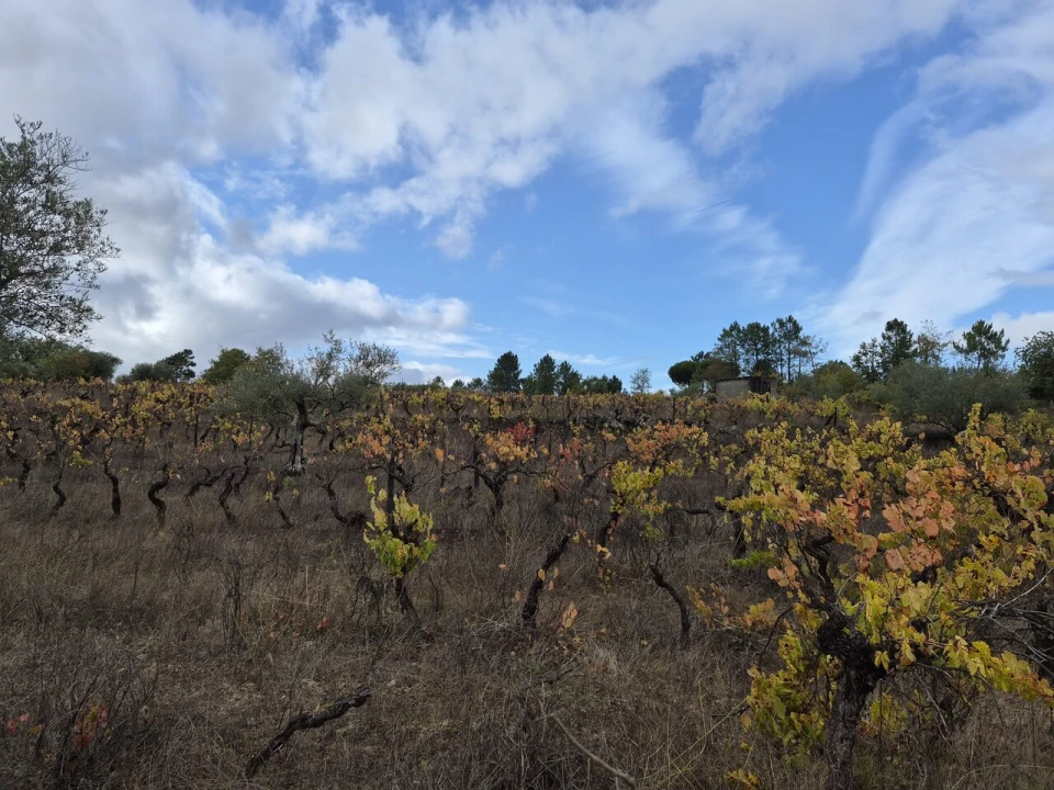 Terreno para Venda em Freixedas Foto 4