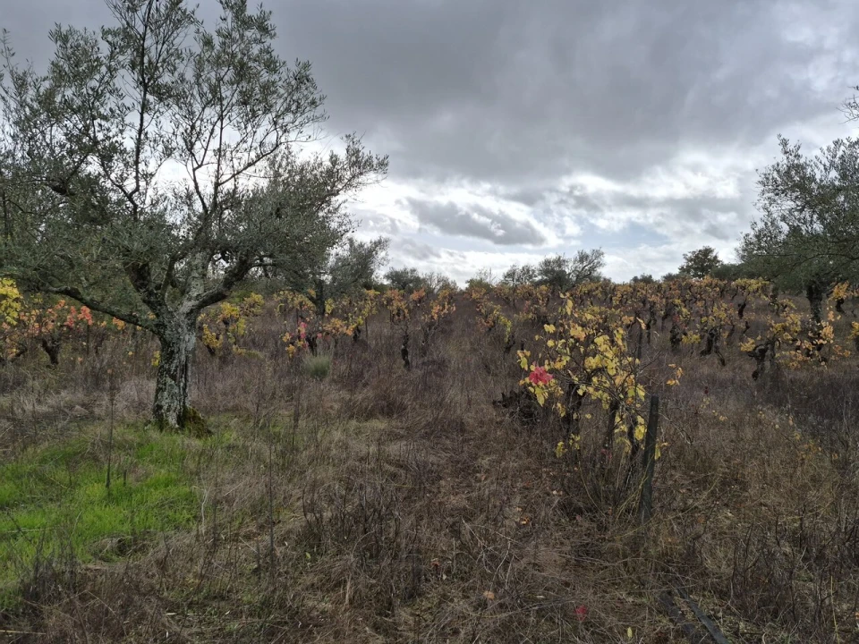 Terreno para Venda em Freixedas Foto 7