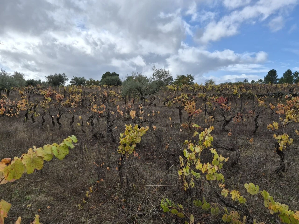 Terreno para Venda em Freixedas Foto 8