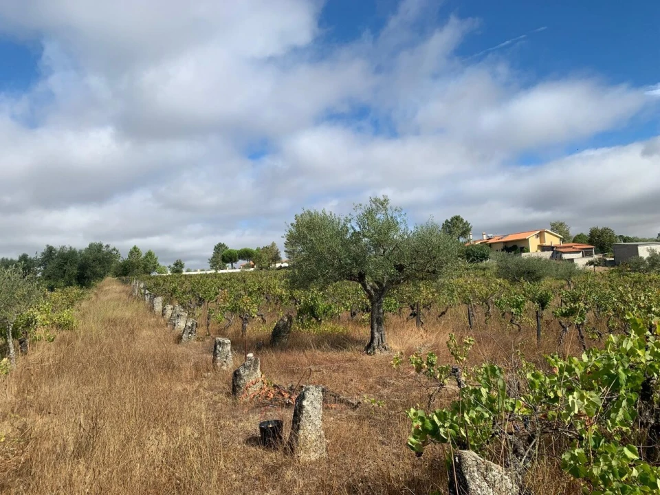 Terreno para Venda em Freixedas Foto 12