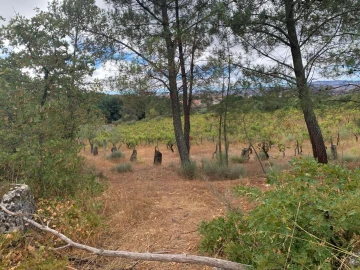 Terreno para Venda em Freixedas