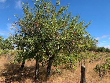Terreno para Venda em Freixedas