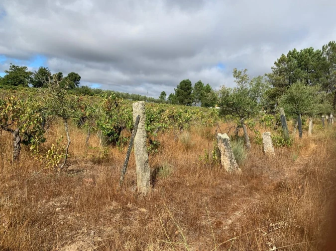 Terreno para Venda em Freixedas Foto 15