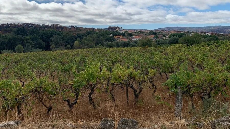 Terreno para Venda em Freixedas