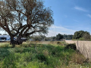 Terreno para Venda em Azeitão (São Lourenço e São Simão)