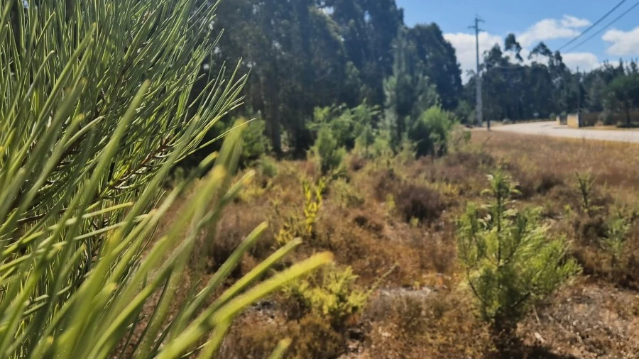 Terreno para Venda em Moinhos de Gandara