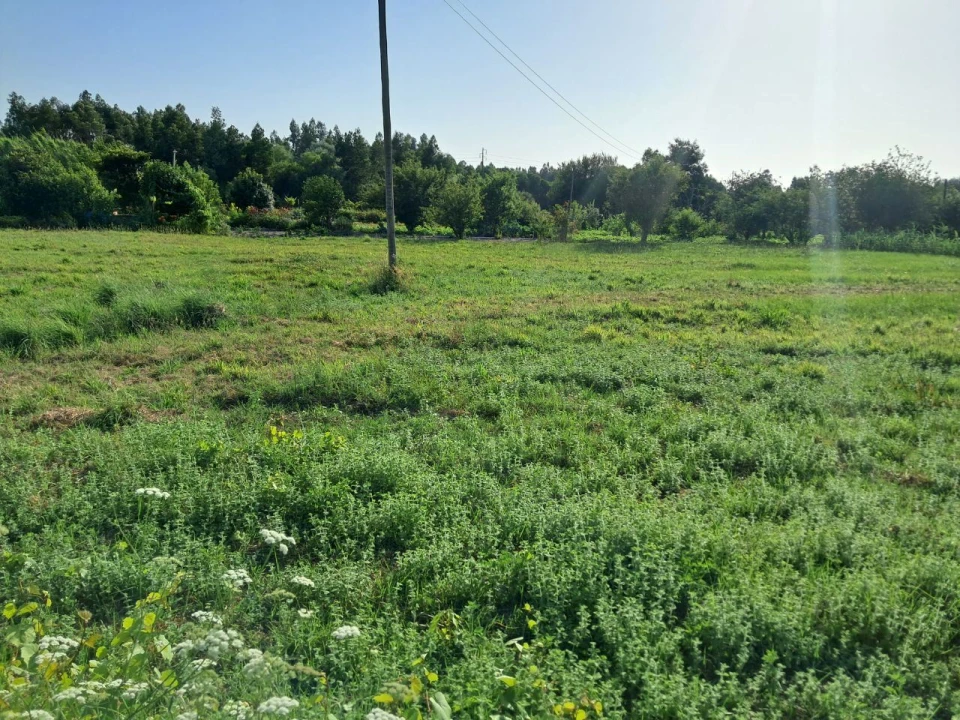 Terreno P/ Prédio para Venda em Mira Foto 3