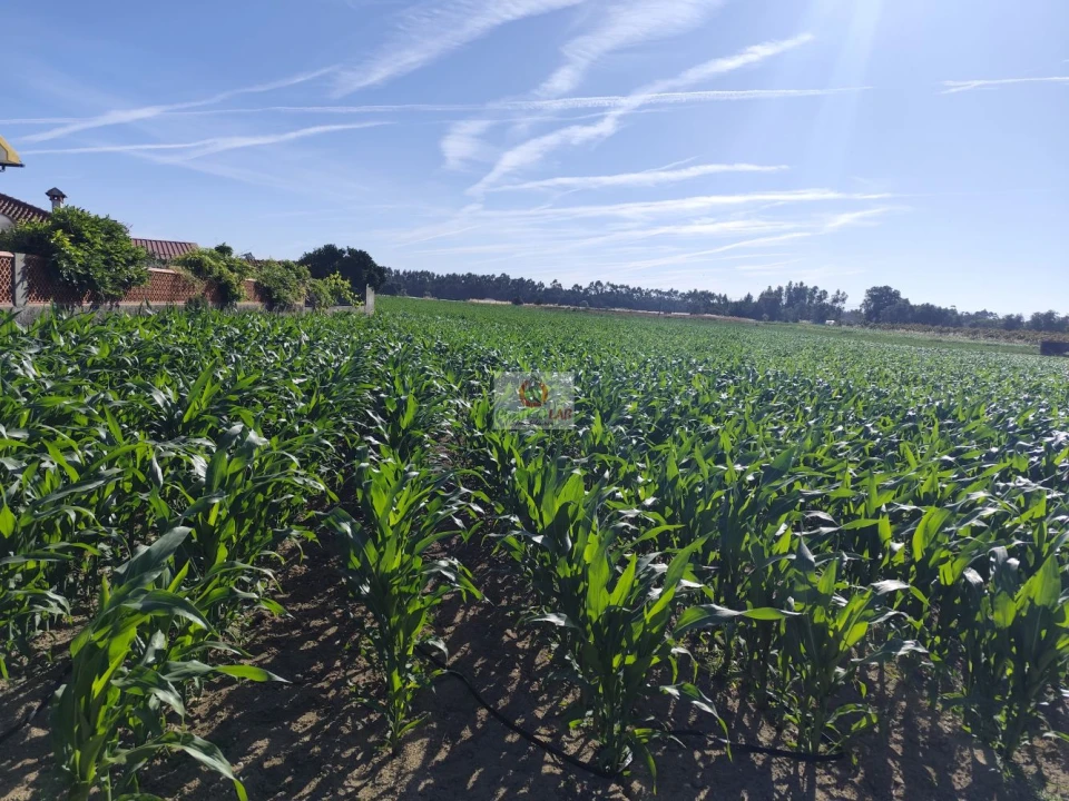 Terreno para Venda em Ouca Foto 1