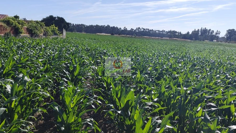 Terreno para Venda em Ouca