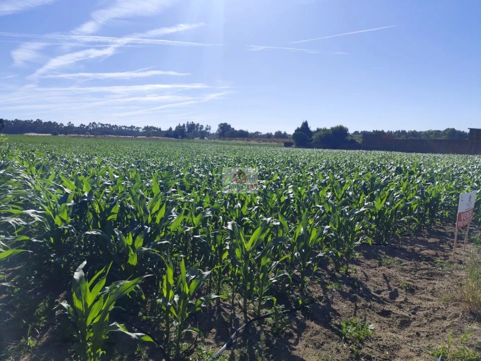 Terreno para Venda em Ouca Foto 5