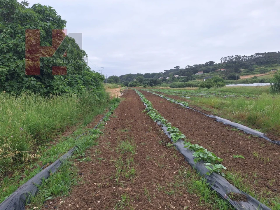 Terreno Agricola ou Rústico para Venda em Sapataria Foto 3