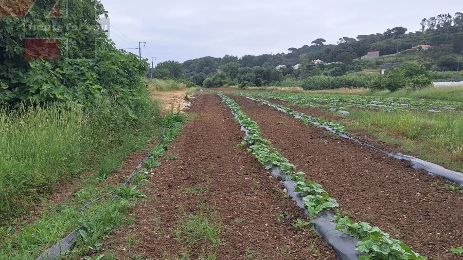 Terreno Agricola ou Rústico para Venda em Santo Quintino