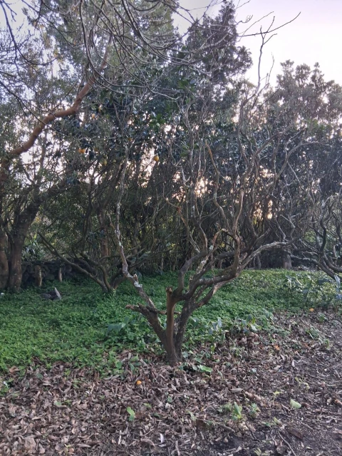 Terreno para Venda em Madalena