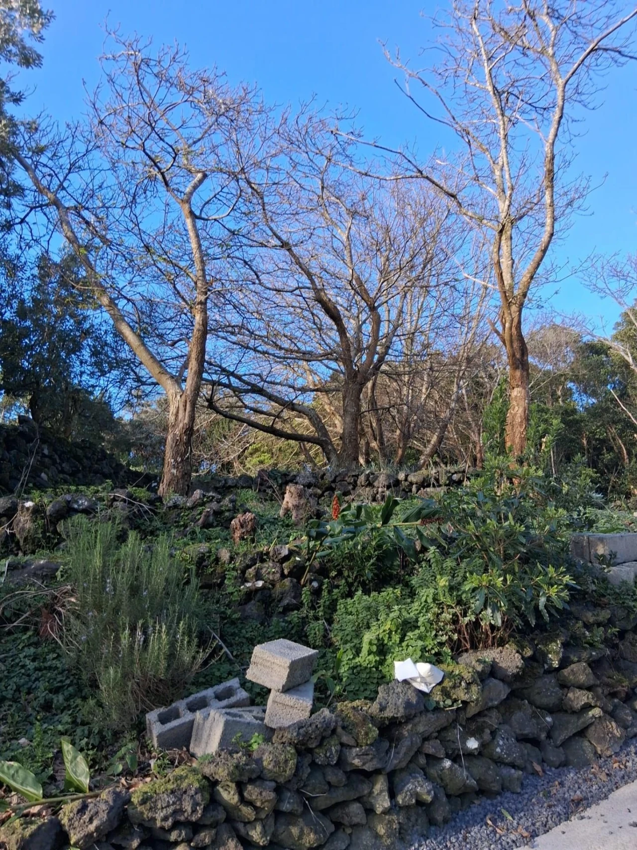 Terreno para Venda em Madalena Foto 10