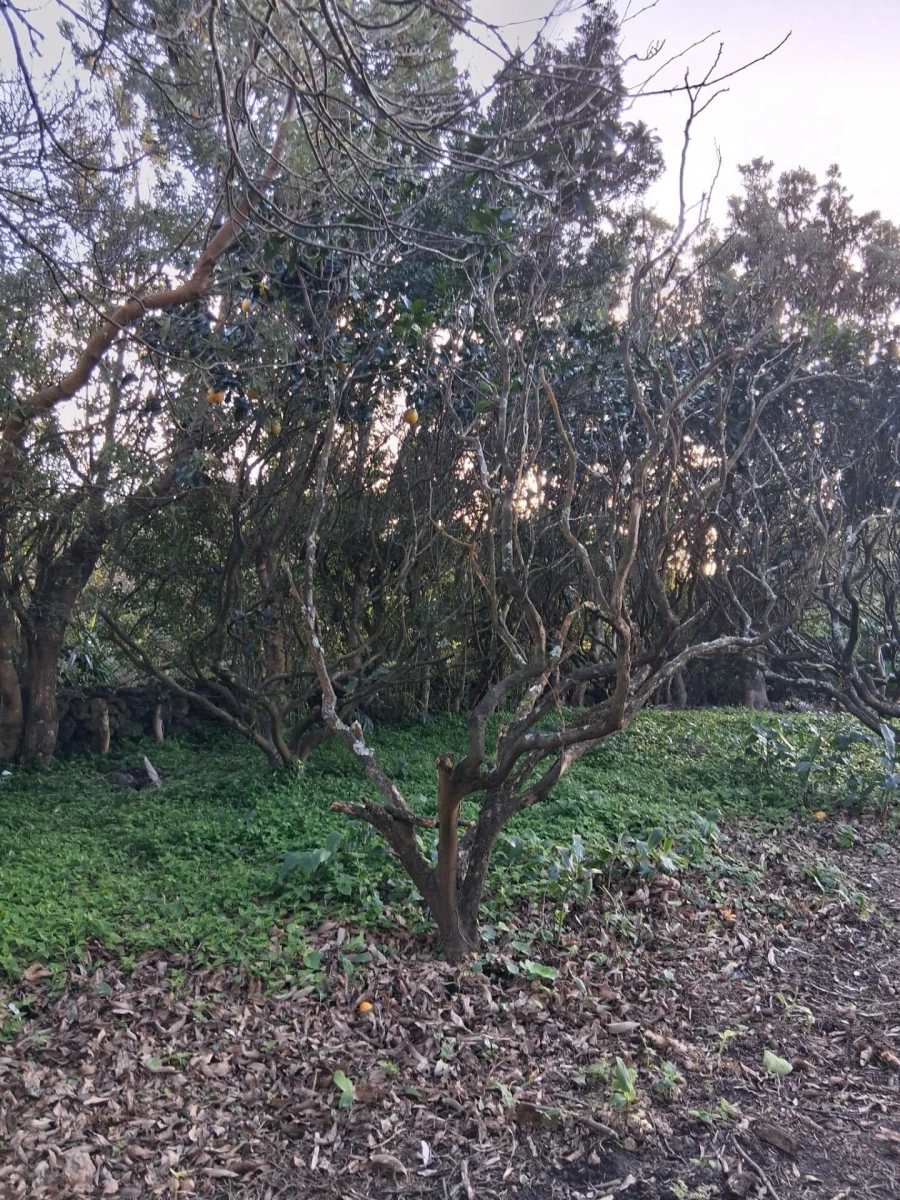 Terreno para Venda em Madalena Foto 11