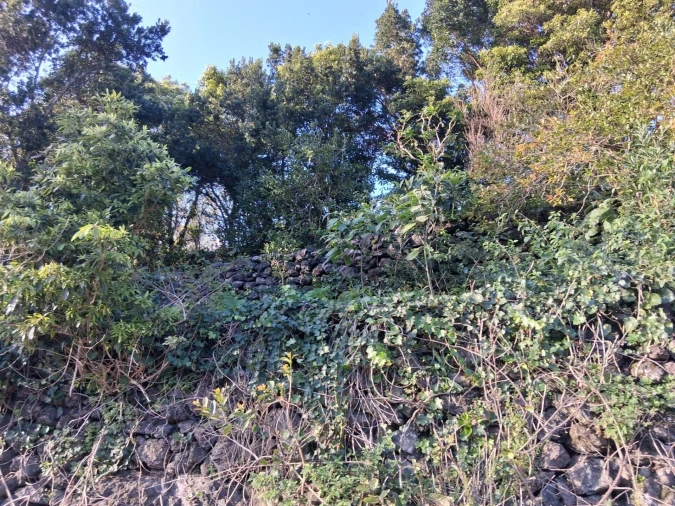 Terreno para Venda em Madalena Foto 4