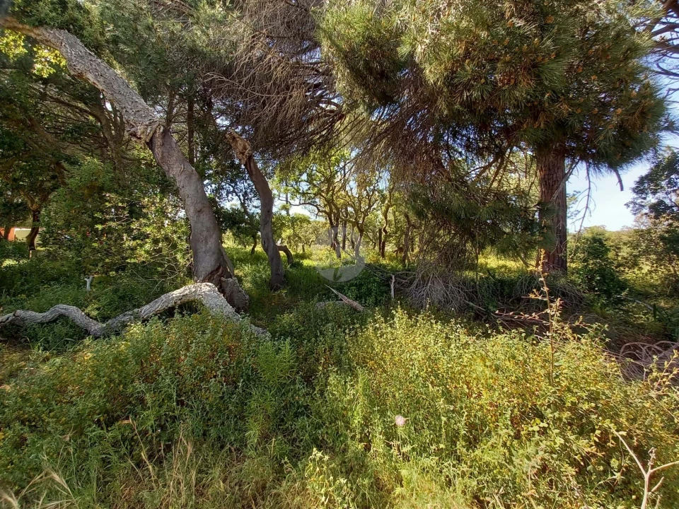 Terreno para Venda em Lagos (São Sebastião e Santa Maria) Foto 6