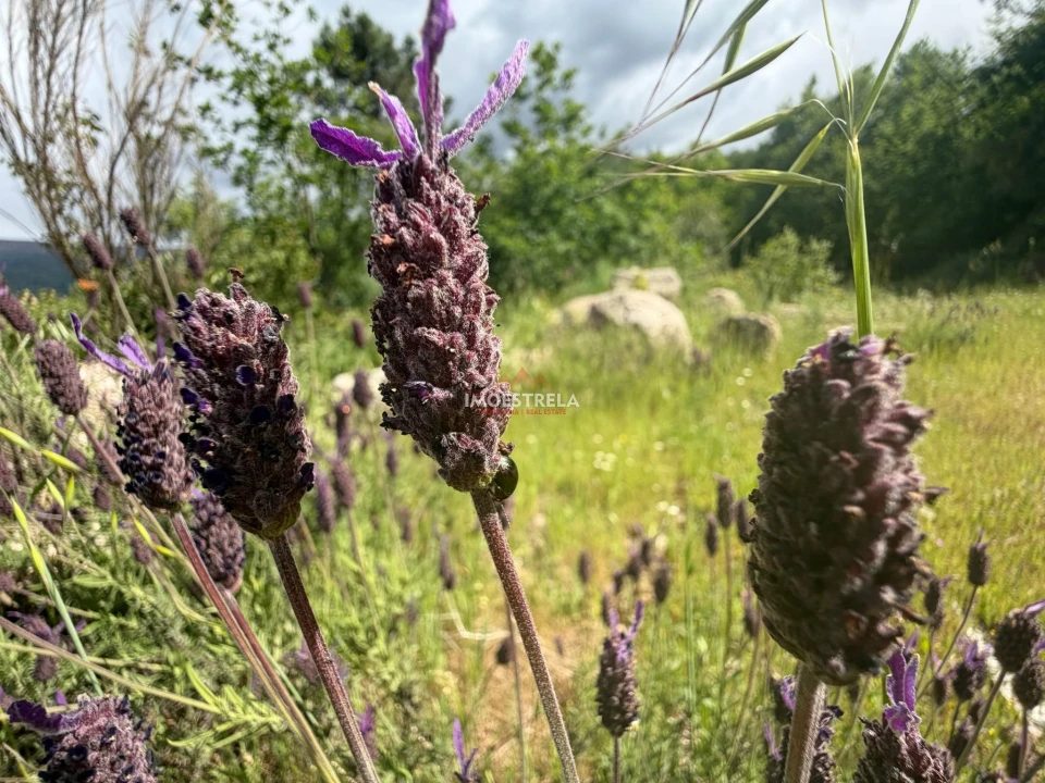 Quinta T1 para Venda em Aldeias e Mangualde da Serra Foto 6