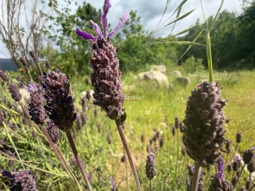 Quinta T1 para Venda em Aldeias e Mangualde da Serra