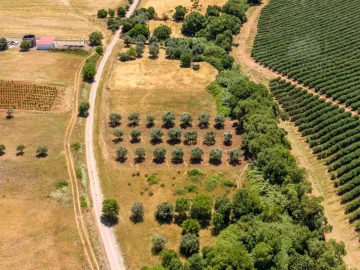 Terreno para Venda em Montoito