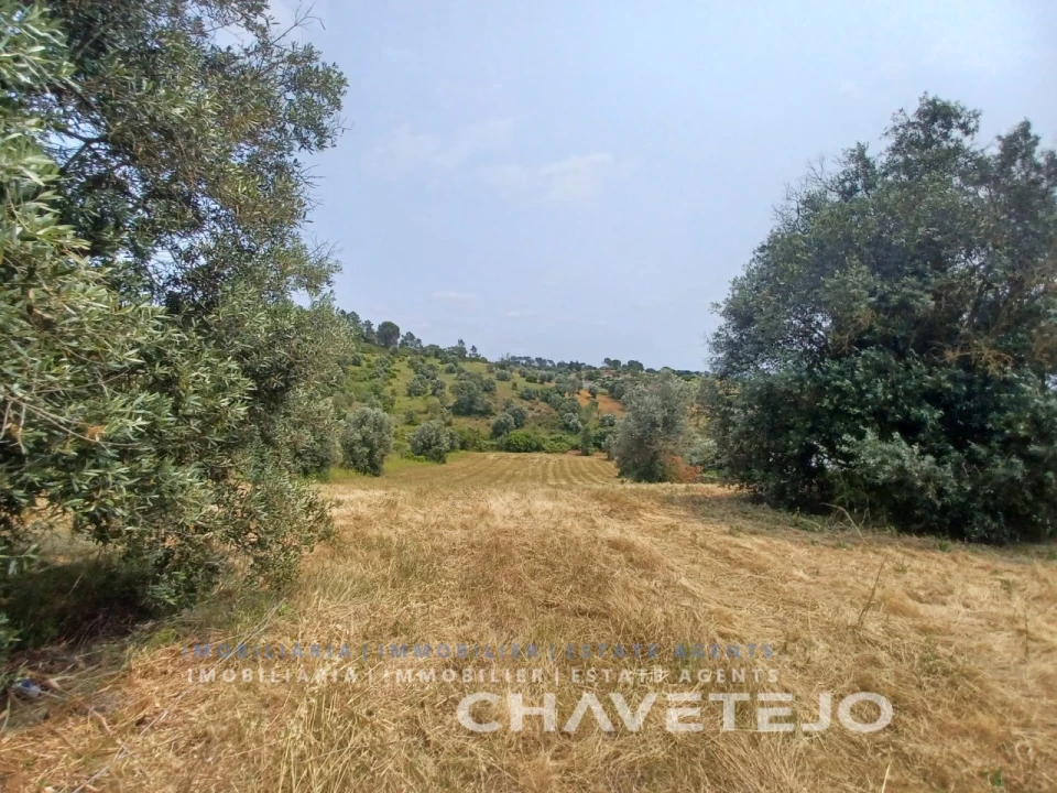 Terreno para Venda em Madalena e Beselga Foto 1