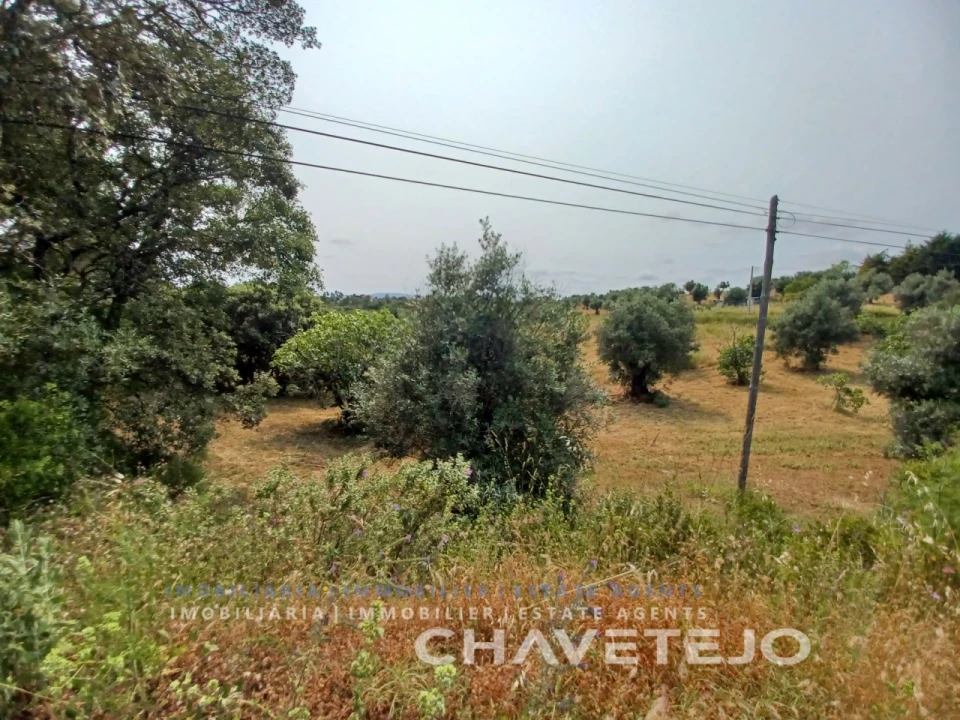 Terreno Agricola ou Rústico para Venda em Madalena e Beselga Foto 2